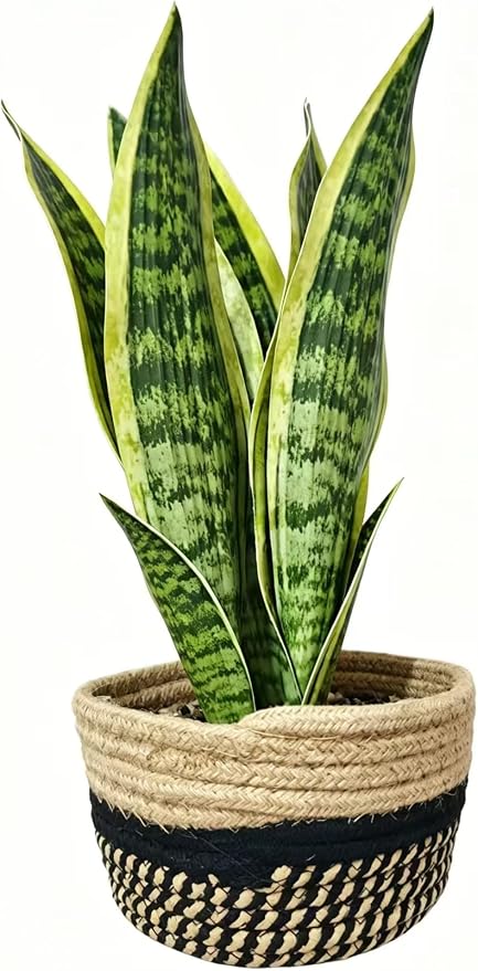 15" Artificial Snake Plant in Black Woven Planter Realistic Faux Sansevieria with Lush Green Leaves Modern Fake Potted Decor for Home Office Living Room and Bedroom