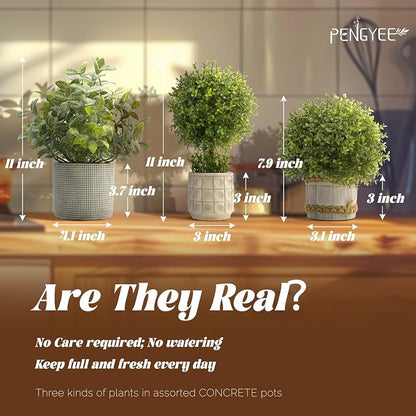 3 Pack Small Fake Plants in Farmhouse Concrete Planter | Artificial Boxwood Topiary, Indoor Home Decor, Bathroom Bedroom Shelf Office Table Kitchen